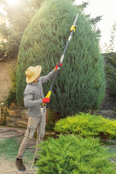 Why Choose Our Tree Removal Services in Castaic, CA?